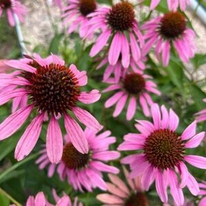 Meet your Posher, Hayley